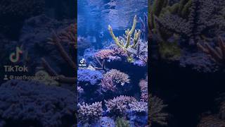 reef display aquarium DeJongMarinelife1958 [upl. by Archambault]