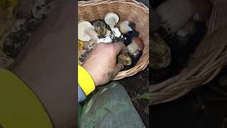 Porcini e tartufi tartufotruffletruffesmushroomporcinimushroomsnaturewoodworkingnature [upl. by Allesig]