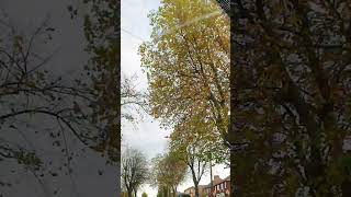 Autumn Vibes beapick asmr shortvideo short autumn2024 autumn [upl. by Zildjian218]