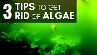 3 Tips to Get Rid of Algae in an Aquarium Managing Easily [upl. by Schilt]