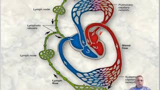 Histology of The Cardiovascular Tissues [upl. by Terina977]