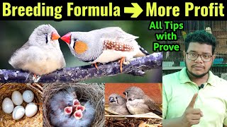 Zebra finch breeding formula  Zebra finches breeding tips  Zebra finch soft food  Finches bird [upl. by Sirron]