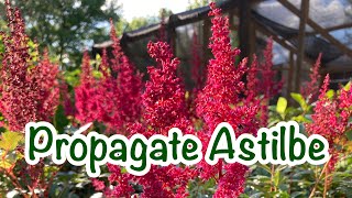 How to propagate Astilbe  A HIGHLY Underrated shade plant [upl. by Hawley948]