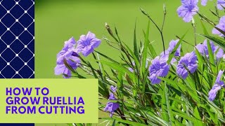 HOW TO GROW RUELLIA MEXICAN PETUNIA FROM CUTTING EASY WAY BEAUTIFUL BUSHY AND WORKS 100 [upl. by Russon900]