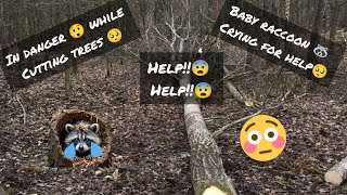 Baby raccoon 🦝 in danger😨While cutting trees found a baby raccoon in a stump Baby racoon rescued❤️ [upl. by Mcdade]