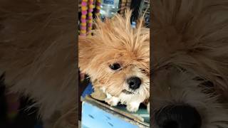 Lhasa Apso Dog 🐕  Lifestyle Commentary [upl. by Bernat]