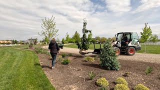 Planting 5 Big Gorgeous Evergreens amp 2 Lilacs 🌲💜🌲  Garden Answer [upl. by Akenal]