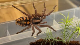 Hapalopus formosus aka the pumpkin patch tarantula rehouse [upl. by Yelrahc]