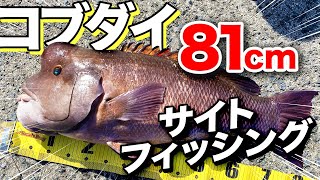 サイトフィッシングで大物コブダイを釣る！広島県倉橋町の鹿島でかぶせ釣り！ [upl. by Anes]