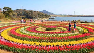 Asia’s largest Tulip Garden opens for visitors amp tourists in Kashmir Watch Video  Oneindia News [upl. by Tipton245]