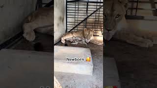 Lioness feeding her newborn cubs newborn shorts [upl. by Seif]