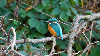 Birds at Walthamstow Wetlands  December 2021 [upl. by Letitia]