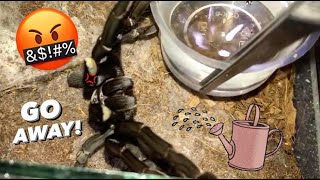 WATERING my TARANTULAS “Part 1 to 10”  throwback ALL EPISODES [upl. by Slosberg]