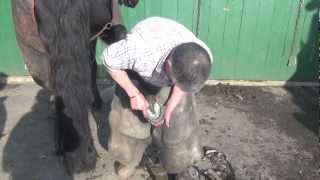 Shoeing the driving horse  our farrier at work [upl. by Ocsecnarf]