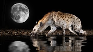 African night sounds  Lake Panic 3 KNP South Africa  Kruger Park safari nature sounds 🌍140 [upl. by Marka]