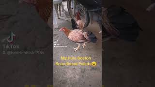 Boston Roundhead Pullets [upl. by Goda]