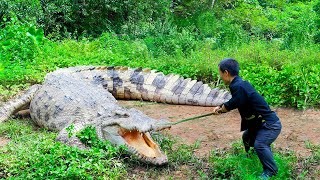 Dwarf Family Primitive Life Encounter a crocodile while harvesting jackfruit  garden renovation [upl. by Lean]