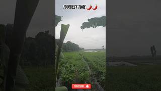 Harvesting chilis 🌶🌶 food organic farm shorts [upl. by Reitman]