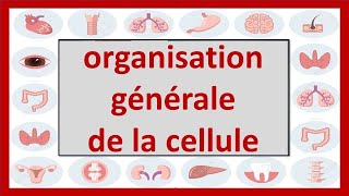 ORGANISATION DE LA CELLULE [upl. by Guillaume]