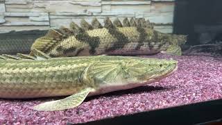 2022年3月19日，皮卡丘恐龍王入缸、63cm。polyterus bichir bichir。過背金龍、恐龍魚、polypterusbichir、arowana、ポリプテルス [upl. by Smaj]