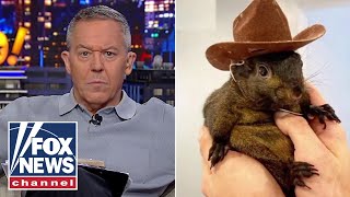 Gutfeld Did this little squirrel just red pill America [upl. by Rowland703]