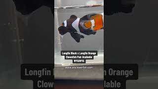 Longfin Black x Longfin Orange Clownfish Pair WYSIWYG clownfish fishtank aquarium ars [upl. by Ellison]