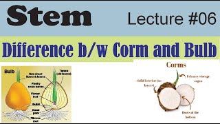 Difference between Corm and Bulb [upl. by Aubry]