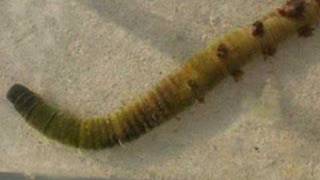 Arenicola Marina lug worm [upl. by Anelad]