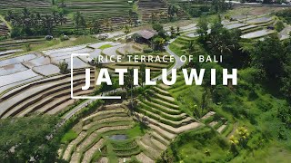 JATILUWIH RICE TERRACE OF BALI [upl. by Goodson786]