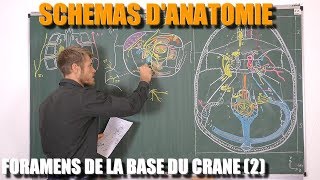 ANATOMIE DU CRÂNE  Les foramens de la cavité orbitaire et de la lame horizontale de lethmoïde [upl. by Nnagrom377]