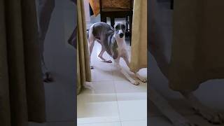 Funny Whippet Dog Reaction [upl. by Adniuqal]