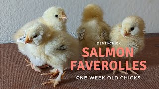 Salmon Faverolles 1WeekOld Chicks [upl. by Bullion]