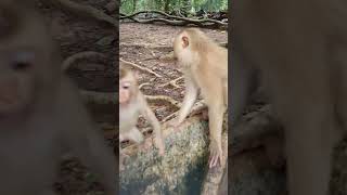 Wildlife monkey in Amber troop AFO248 animalfarmofficial monkeyvideos [upl. by Nosyd2]