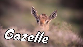 Mountain gazelle 4K  צבי ארץ ישראלי [upl. by Cade]