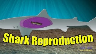 Shark Reproduction  SHARK ACADEMY [upl. by Ttelrats]