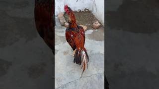 Lakhetopaseelbirds murga rooster short verali mychannel 19 August 2024 [upl. by Rosario]