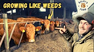 FEEDING AND WORKING CATTLE  Pre calving sort out [upl. by Adnarahs]