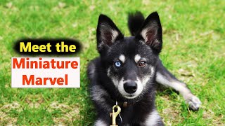 Alaskan Klee Kai  In 2 Minutes Miniature intelligent energetic amp aloof dog [upl. by Anade]