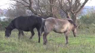 Konik horses on the Goudplaat [upl. by Siroval]