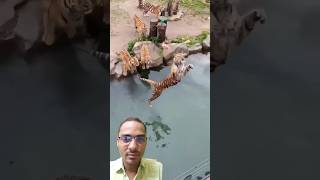 I love tiger  tiger vs water  tiger vs man tiger lion viralvideo youtube bigcats funny [upl. by Newo]