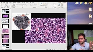 Histology of the Immune system and Lymphoid organs part 2 [upl. by Eednam]