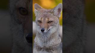 Did You Know Foxes Have 40 Sounds [upl. by Sanger]