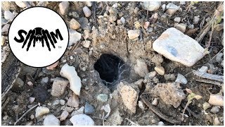 Hunting Wild Tarantulas in Northern Utah Aphonopelma iodius [upl. by Millham596]