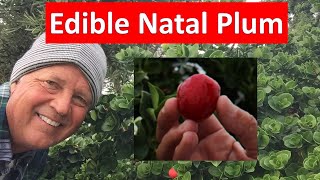 Natal Plum  Worlds most nutritious fruit tastes like cranberry Coto de Caza [upl. by Harms]