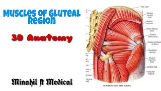 Muscles of Gluteal region  3D origin insertion [upl. by Emia]