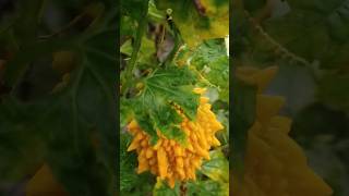 Orange korala Momordica charantiashortvideo [upl. by Staley]