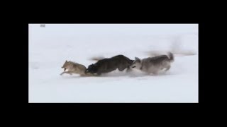 Wolves vs coyote HD [upl. by Urbannai]