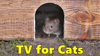 Cat TV 🐭 Mouse in The Jerry Hole Fun [upl. by Ennayk814]