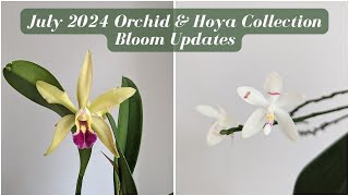 July 2024 Orchid amp Hoya Collection Bloom Update  Fragrant Summer Blooming Phals [upl. by Koffler]