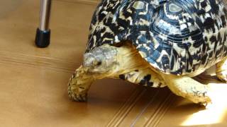 LEOPARD TORTOISE GEOCHELONE PARDALIS [upl. by Elocaj]